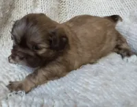 Sugar, a female Shih Tzu for sale in Murphy, NC – 1 of 9