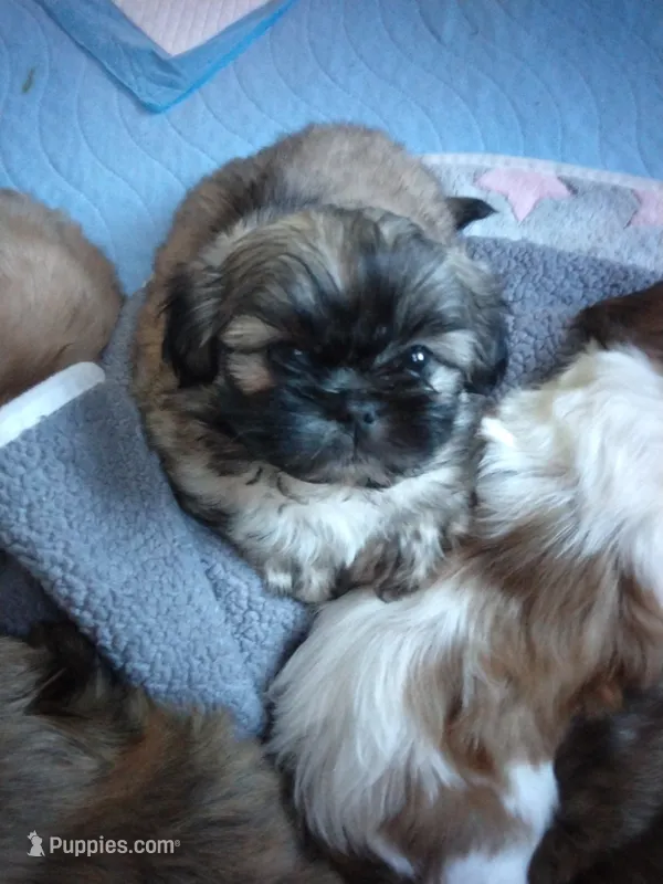 Oliver – Shih Tzu puppy for sale in Murphy, NC