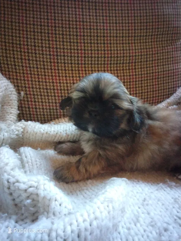 Teddy – Shih Tzu puppy for sale in Murphy, NC