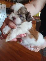 Oliver, a male Shih Tzu for sale in Murphy, NC – 2 of 6