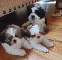 Bruno, CKC puppy/Pedigree Ready on 5/30/26, a male Shih Tzu for sale in Murphy, NC – 6 of 10