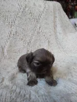 Sugar, a female Shih Tzu for sale in Murphy, NC – 2 of 9