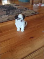 Oliver, a male Shih Tzu for sale in Murphy, NC – 3 of 6