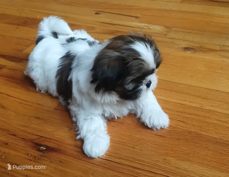 Max, CKC, Pedigree, 3 Colors, liver puppies. Home raised. – Shih Tzu puppy for sale in Murphy, NC