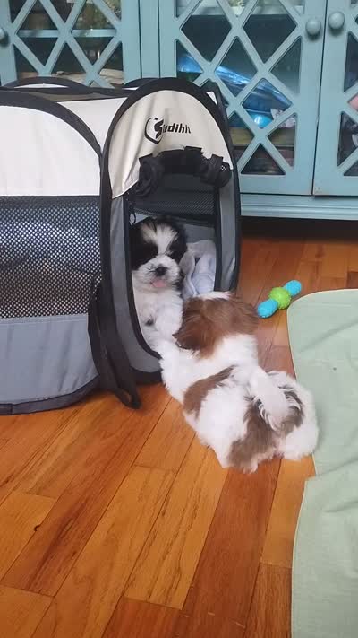 Bruno, CKC puppy/Pedigree Ready on 5/30/26, a male Shih Tzu for sale in Murphy, NC – 7 of 10