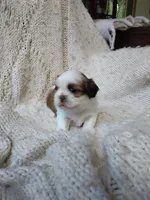 Daisy, a female Shih Tzu for sale in Murphy, NC – 3 of 4