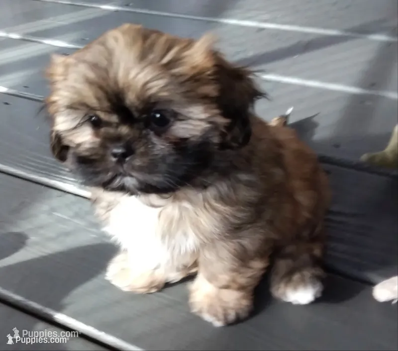 Teddy – Shih Tzu puppy for sale in Murphy, NC