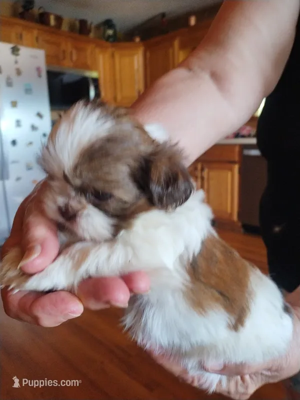 Oliver – Shih Tzu puppy for sale in Murphy, NC