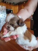 Oliver, a male Shih Tzu for sale in Murphy, NC – 1 of 6