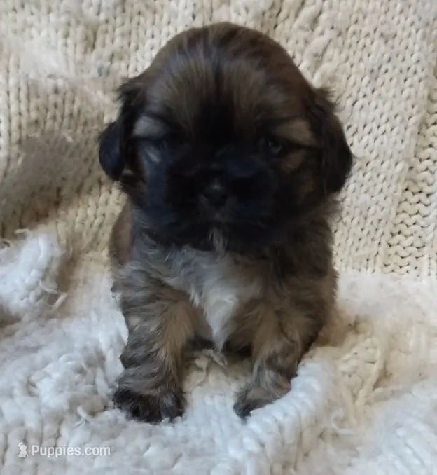 Teddy – Shih Tzu puppy for sale in Murphy, NC