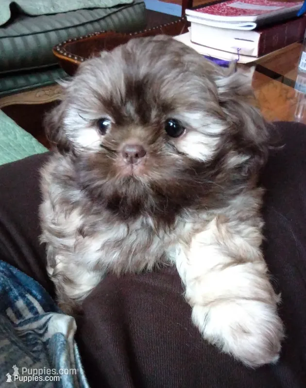 Sugar – Shih Tzu puppy for sale in Murphy, NC