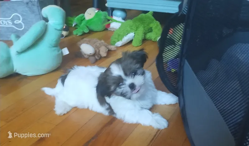 Max, CKC, Pedigree, 3 Colors, liver puppies. Home raised. – Shih Tzu puppy for sale in Murphy, NC