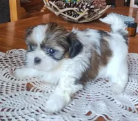 Max, CKC, Pedigree, 3 Colors, liver puppies. Home raised., a male Shih Tzu for sale in Murphy, NC – 1 of 7