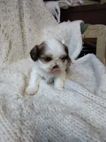 Daisy, a female Shih Tzu for sale in Murphy, NC – 2 of 4