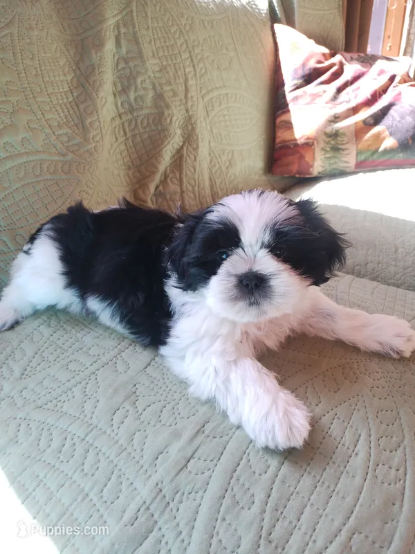 Bruno, CKC puppy/Pedigree Ready on 5/30/26 – Shih Tzu puppy for sale in Murphy, NC