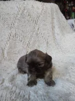 Sugar, a female Shih Tzu for sale in Murphy, NC – 3 of 9