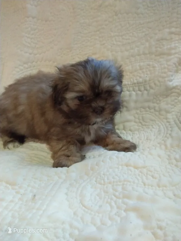 Candy – Shih Tzu puppy for sale in Murphy, NC