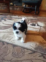Bruno, CKC puppy/Pedigree Ready on 5/30/26, a male Shih Tzu for sale in Murphy, NC – 2 of 6