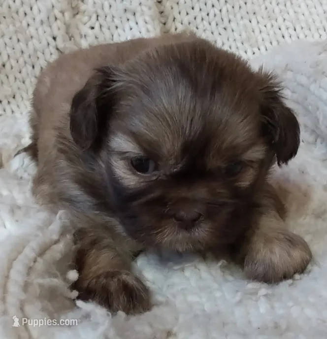 Candy – Shih Tzu puppy for sale in Murphy, NC
