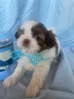 Oliver, CKC Registered Pedigree, Home raised, a male Shih Tzu for sale in Murphy, NC – 2 of 9