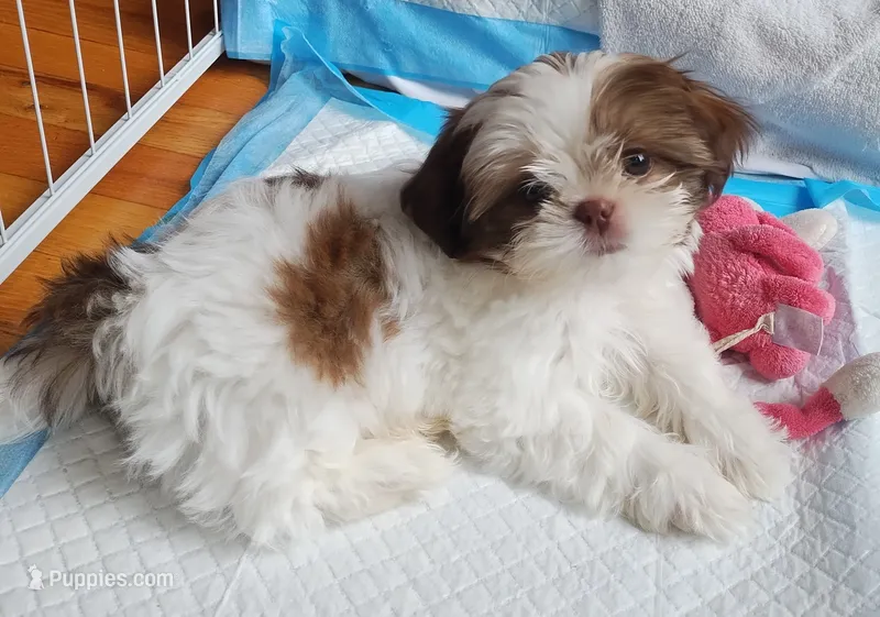 Oliver, CKC Registered Pedigree, Home raised – Shih Tzu puppy for sale in Murphy, NC