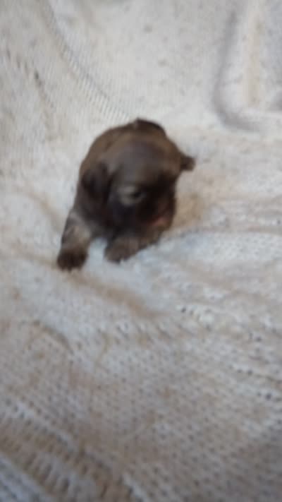Sugar, a female Shih Tzu for sale in Murphy, NC – 9 of 9