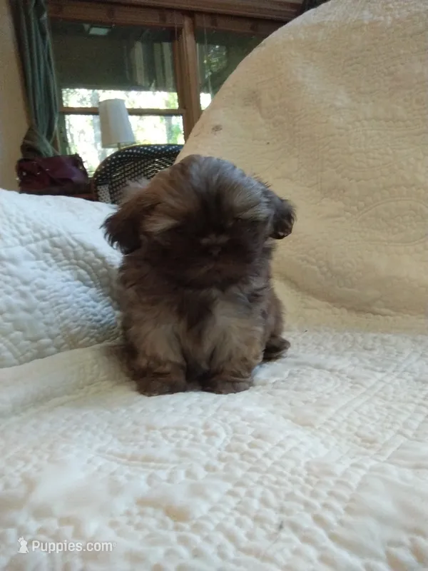 Sugar – Shih Tzu puppy for sale in Murphy, NC