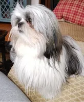 Bruno, CKC puppy/Pedigree Ready on 5/30/26, a male Shih Tzu for sale in Murphy, NC – 4 of 6