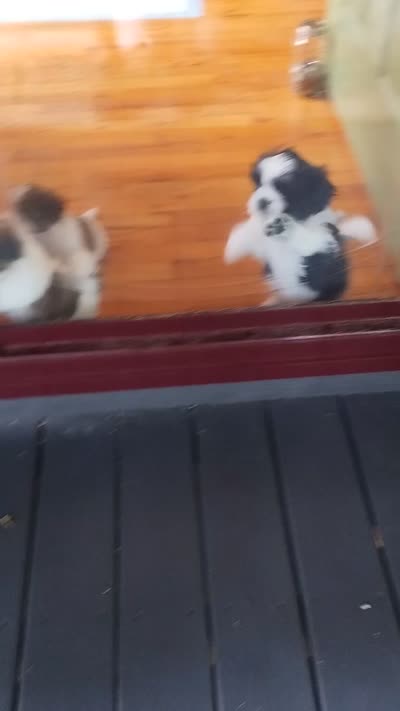 Bruno, CKC puppy/Pedigree Ready on 5/30/26, a male Shih Tzu for sale in Murphy, NC – 8 of 10