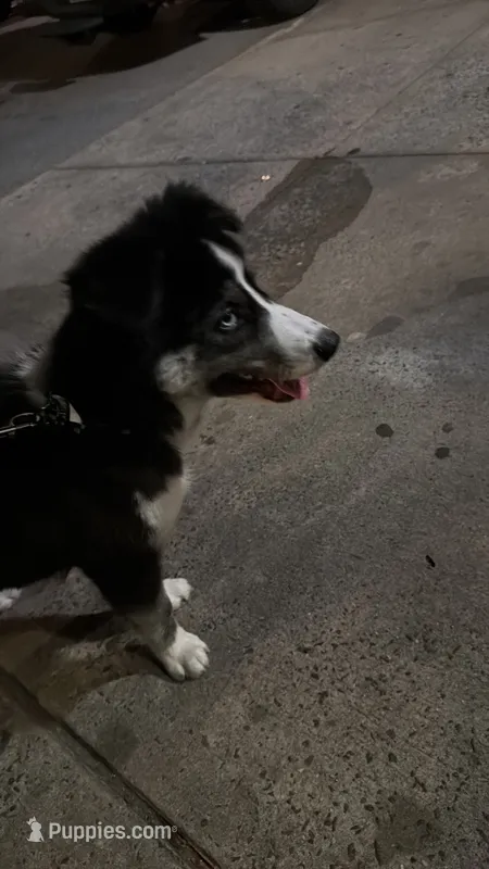 Scooby – Siberian Husky puppy for sale in Bronx, NY