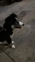 Scooby, a male Siberian Husky for sale in Bronx, NY – 1 of 2