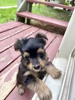 Victor, a male Miniature Schnauzer and Yorkshire Terrier for sale in Camby, IN – 3 of 7