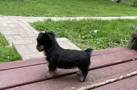 Victor, a male Miniature Schnauzer and Yorkshire Terrier for sale in Camby, IN – 4 of 7