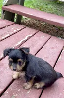 Victor, a male Miniature Schnauzer and Yorkshire Terrier for sale in Camby, IN – 2 of 7