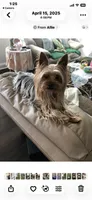 Victor, a male Miniature Schnauzer and Yorkshire Terrier for sale in Camby, IN – 6 of 7