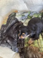 Victor, a male Miniature Schnauzer and Yorkshire Terrier for sale in Camby, IN – 5 of 7