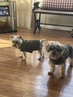 Victor, a male Miniature Schnauzer and Yorkshire Terrier for sale in Camby, IN – 7 of 7
