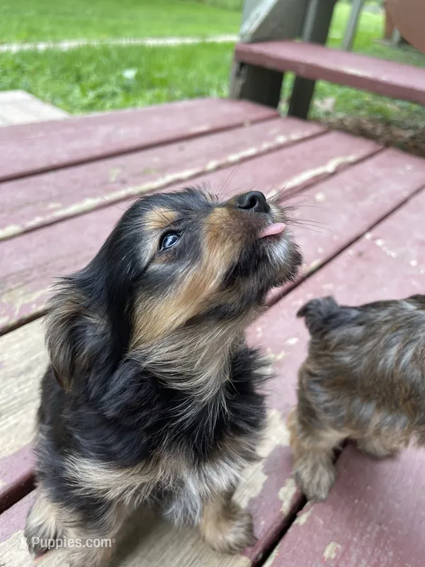 Victor – Miniature Schnauzer, Yorkshire Terrier puppy for sale in Camby, IN