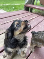 Victor, a male Miniature Schnauzer and Yorkshire Terrier for sale in Camby, IN – 1 of 7
