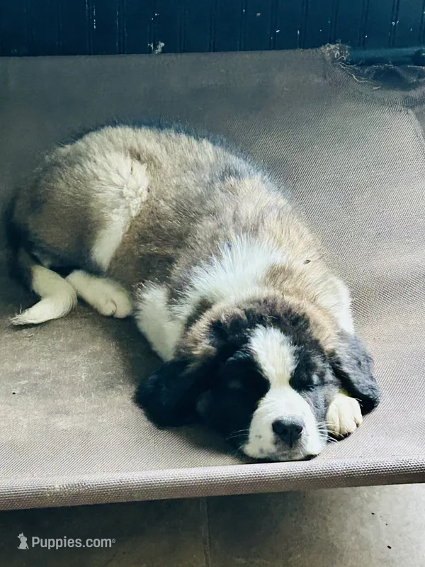 Female #6 – Saint Bernard puppy for sale in Marshall, IL