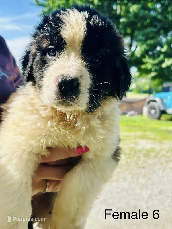 Female #6 – Saint Bernard puppy for sale in Marshall, IL