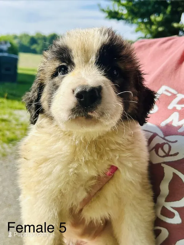 Female #5 - Clover – Saint Bernard puppy for sale in Marshall, IL