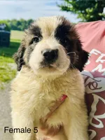 Female #5 - Clover, a female Saint Bernard for sale in Marshall, IL – 1 of 3