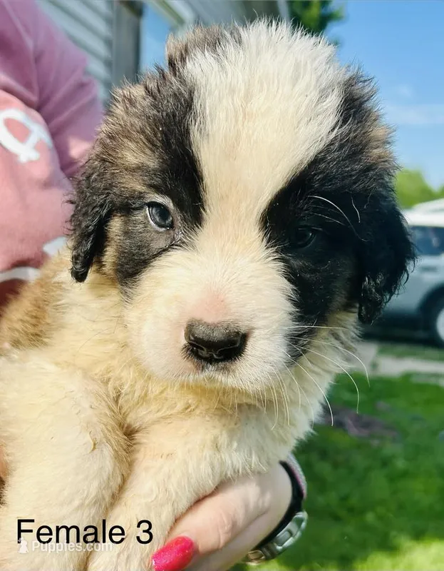 Female #3 - Seven – Saint Bernard puppy for sale in Marshall, IL