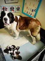 Female #2 - Fannie, a female Saint Bernard for sale in Marshall, IL – 3 of 3