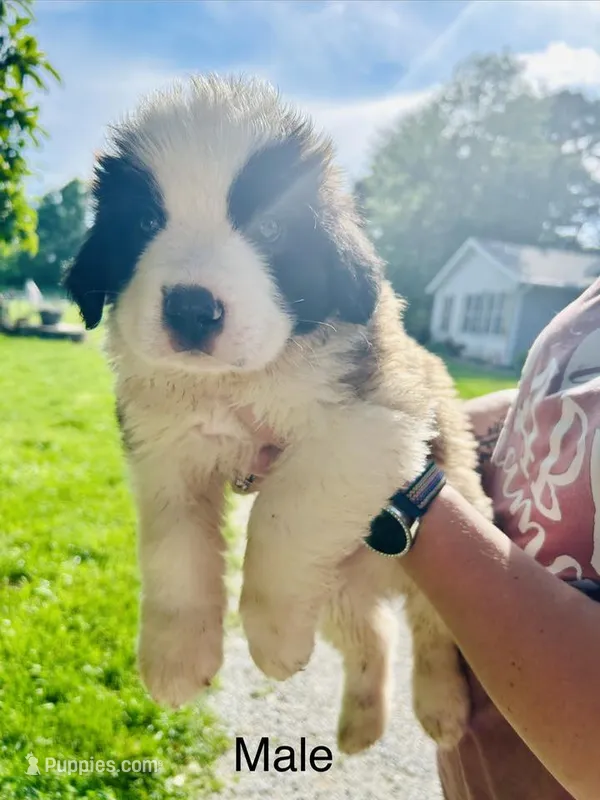 Male - Ace – Saint Bernard puppy for sale in Marshall, IL