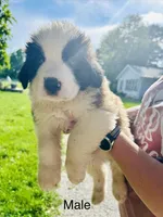 Male - Ace, a male Saint Bernard for sale in Marshall, IL – 1 of 2