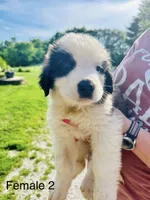 Female #2 - Fannie, a female Saint Bernard for sale in Marshall, IL – 2 of 3