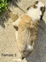 Female #3 - Seven, a female Saint Bernard for sale in Marshall, IL – 3 of 3