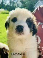 Female #4 - Pearl, a female Saint Bernard for sale in Marshall, IL – 3 of 4